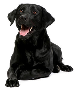 Patapsco Paws - Teaching People, Reaching Dogs