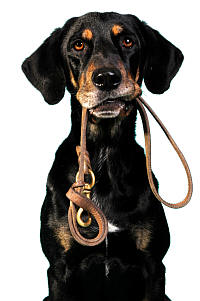 Patapsco Paws Dog Training works!