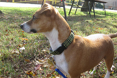 Tanner is a graduate of Patapsco Paws and is a very good boy!